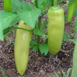 Sweet Pepper, Sweet Banana