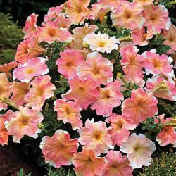 Petunia, Dolcissima Flambe
