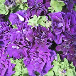 Petunia Double, Cascade Blue