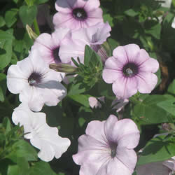 Petunia Hedgiflora,  Tidal Wave Silver