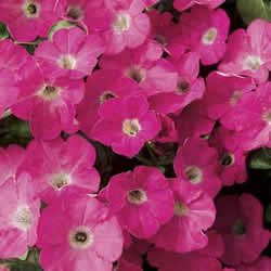 Petunia Trailing, Pink Wave