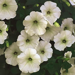 Petunia Single Trailing, Surprise White