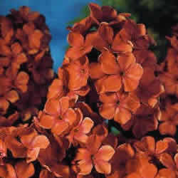 Phlox Pan, Orange Perfection