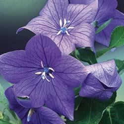 Platycodon, Mariesii Blue Balloon Flower