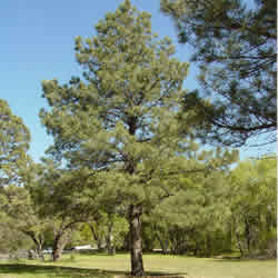 Ponderosa Pine