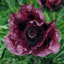 Poppy Oriental, Patty's Plum