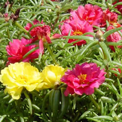 Portulaca, Tequila Mix