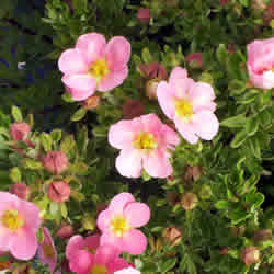 Potentilla, Pink Beauty