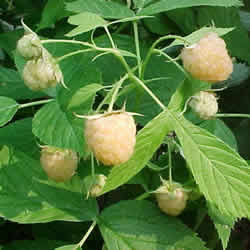 Raspberry, Yellow Fall Gold