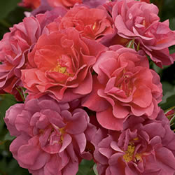 Rose Purple, Cinco de Mayo - 2009 AARS Winner