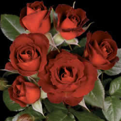 Rose Miniature, Coffee Bean