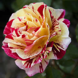 Rose Bi-Color, George Burns