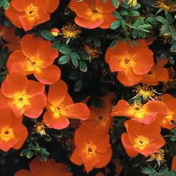 Rose Shrub, Austrian Copper