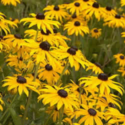 Rudbeckia Daisy, Becky Mix