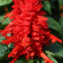 Salvia Splendens, Lighthouse Red