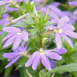 Scaevola Top Pot Blue