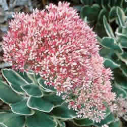 Sedum, Pink Chablis