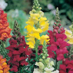 Snapdragon, Rocket Mix