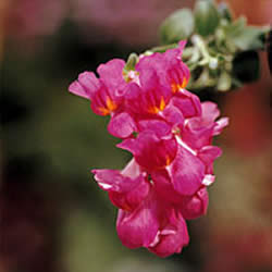Snapdragon Trailing, Cranberry