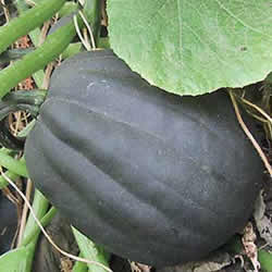 Squash, Acorn Table Ace