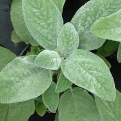 Stachys, Lambs Ear