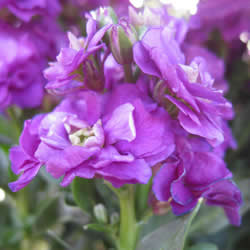 Stock, Harmony Purple