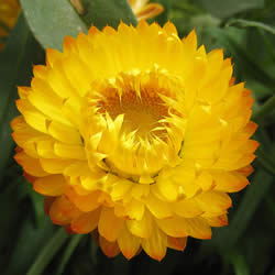 Strawflower, Strawburst Yellow