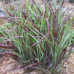 Switch Grass, Shenandoah