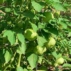 Tomatillo, Verde