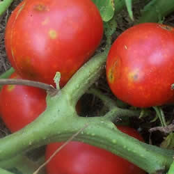 Tomato Heirloom, Stupice