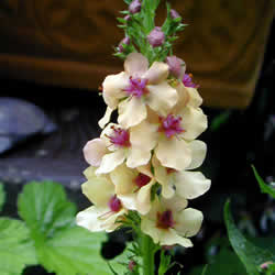 Verbascum, Southern Charm