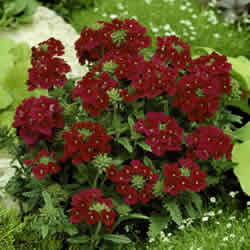 Verbena, Quartz Burgundy