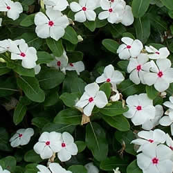 Vinca, Titan Polka Dot