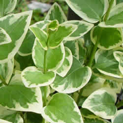 Vinca Vine, Variegated