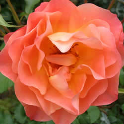 Rose Climbing , Westerland Apricot