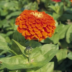 Zinnia, Short Stuff Orange
