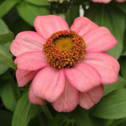 Zinnia, Short Stuff Coral
